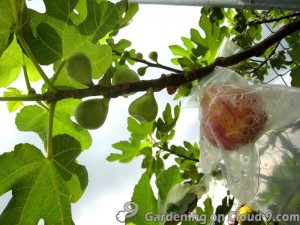 Fresh Fig Fruit