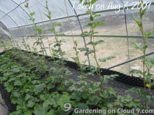 Hanging Melons in Greenhouse