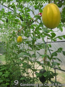 Hanging Melons in Greenhouse