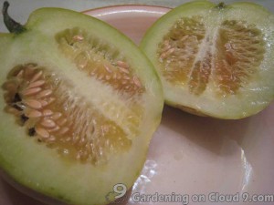 Hanging Melons in Greenhouse