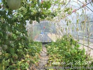 greenhouse-hanging-melon-31