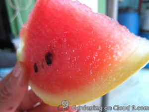greenhouse-hanging-melon-32