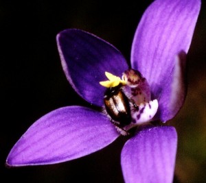 orchid-pollination-01