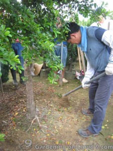 Transplanting a Tree