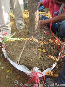 Transplanting a Tree