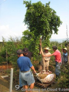 transplanting-tree-05