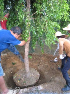 Transplanting a Tree