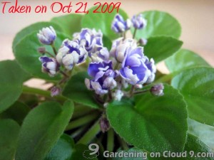 African Violet Care - Fertilizer