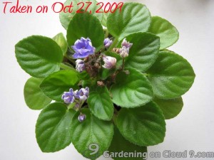 African Violet Care - Fertilizer