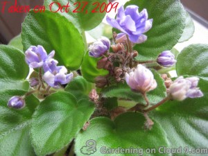 African Violet Care - Fertilizer