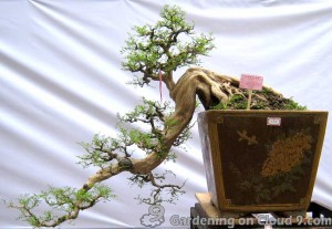 Guangzhou Penjing (Bonsai) Exhibition