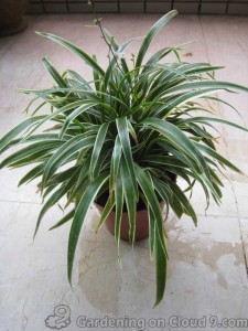 Spider Plant or Bichetii Grass