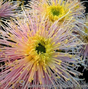 chrysanthemum-07