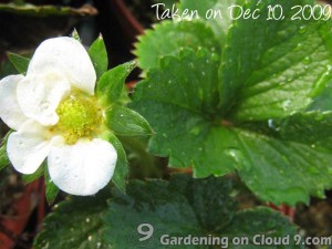 Growing Strawberries in Containers