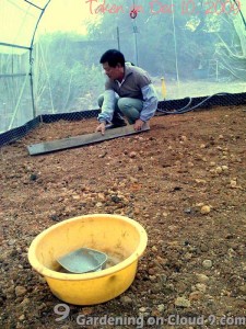 Growing Strawberries in Containers