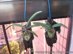 Hanging Vanda Orchid
