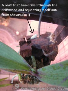 Hanging Vanda Orchid