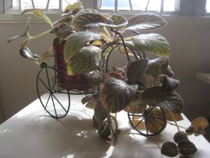 Episcia Ronnie on Bike