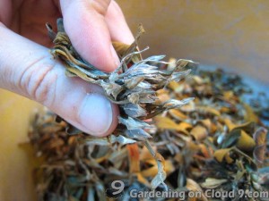 Collecting and Saving Zinnia Elegans Seeds