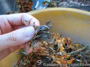 Collecting and Saving Zinnia Elegans Seeds