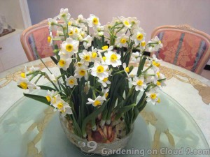 Narcissus Flower