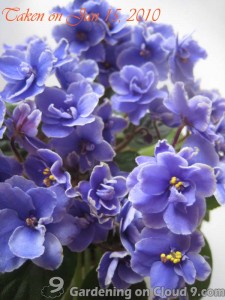 African Violet