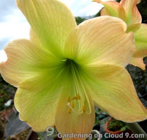 Hippeastrum-Amaryllis