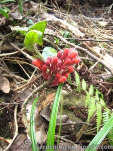 Plants on Mount Kinabalu