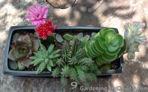 Cactus-Garden