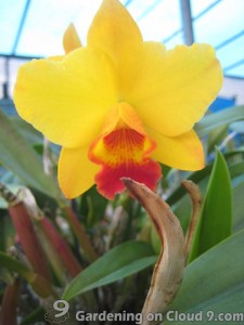 Cattleya-Orchid
