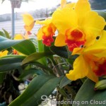 Cattleya-Orchid