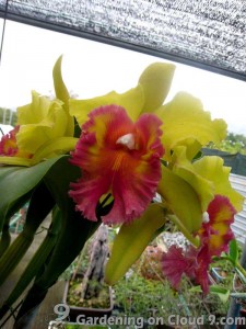 Cattleya-Orchid