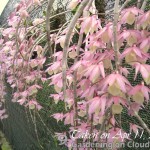 Dendrobium-Orchid