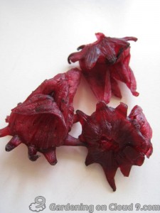 Dried-Hibiscus-Roselle