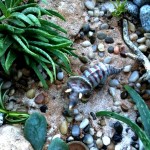 Jurassic-Container-Garden