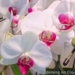 phalaenopsis orchid