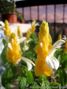 golden-shrimp-plant-lollipop-plant