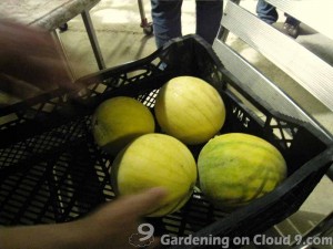 grow-watermelon