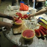 grow-watermelon