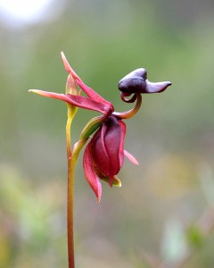 Caleana Orchid