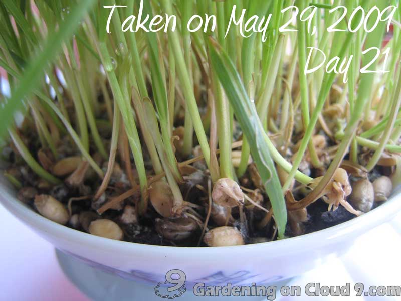 Garden Journal of Cat Grass, Wheatgrass Day 21 Gardening on Cloud 9