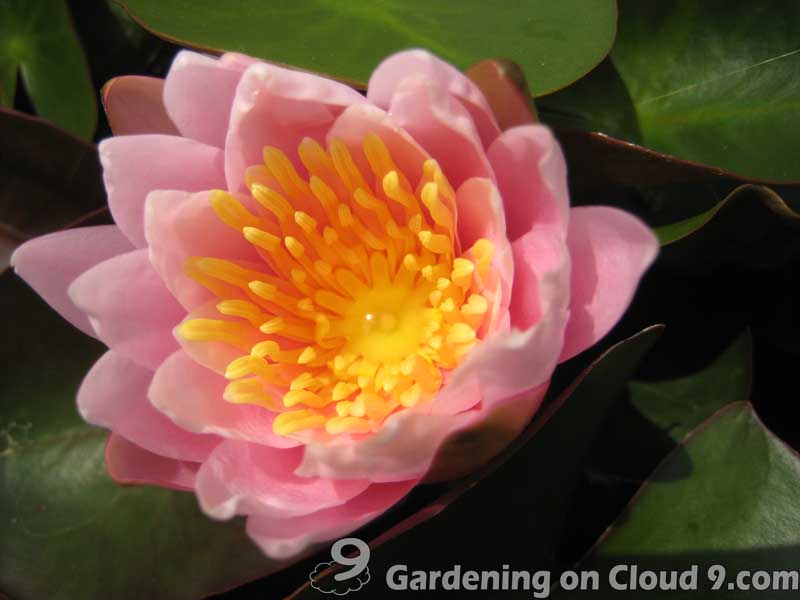waterlily-01