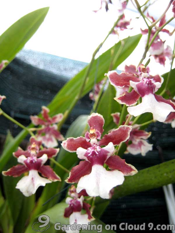 Garden Journal Oncidium Orchid the Dancing Lady Gardening on Cloud 9