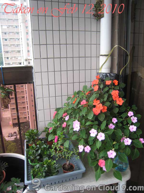 Hanging-Impatiens-12