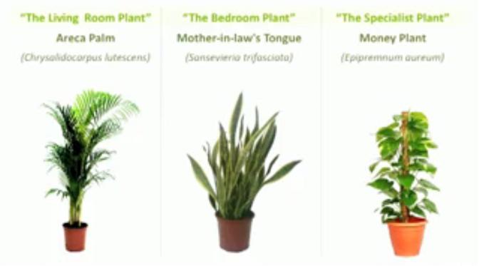 air-filtering-plants-01