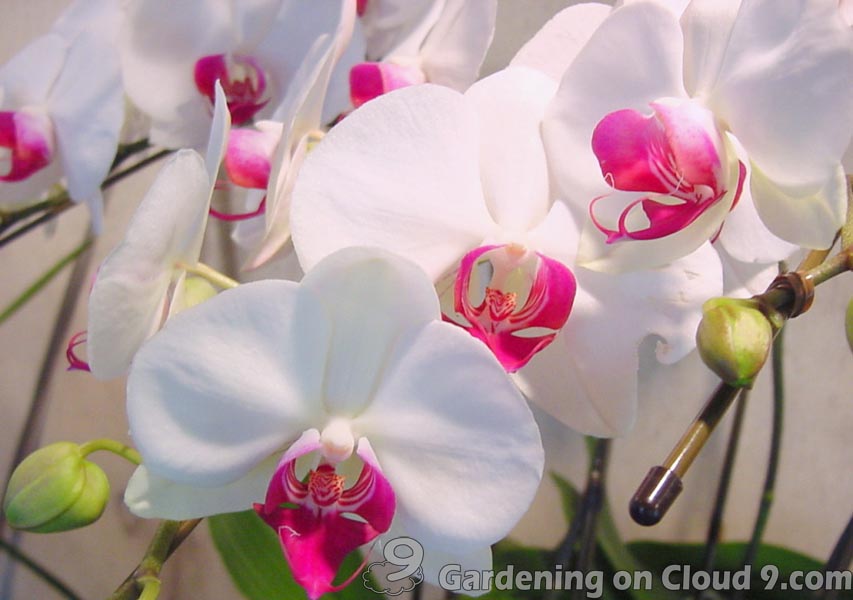 phalaenopsis orchid