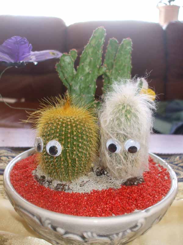 Super Cute Cactus Garden, Tabletop Cactus Garden Ideas